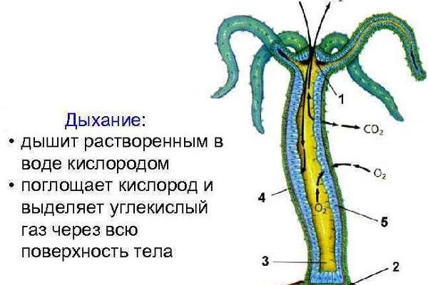 Кракен питер
