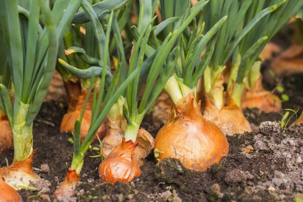 Kraken рабочее зеркало onion